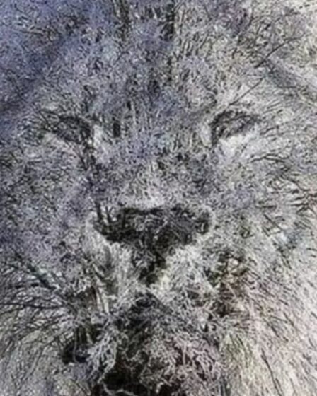 Une incroyable illusion d'optique révèle si vous êtes une personne « fermée » ou « sociale »