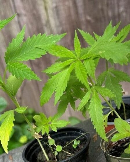 Avertissement concernant 12 plantes qui « pourraient ressembler à du cannabis » après une saisie par la police