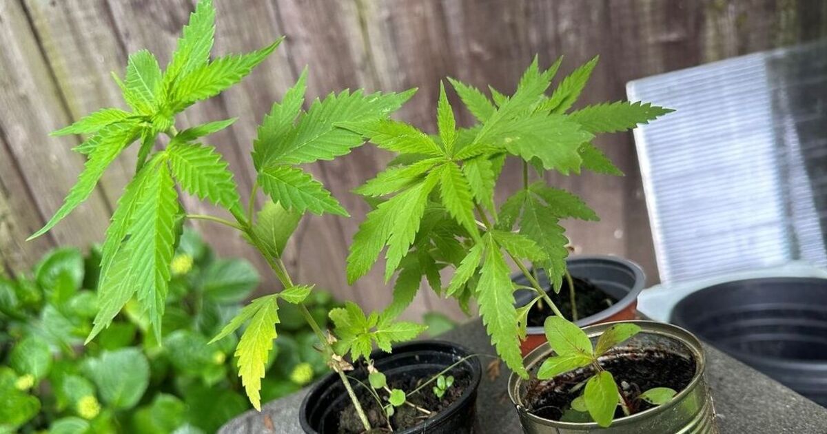 Avertissement concernant 12 plantes qui « pourraient ressembler à du cannabis » après une saisie par la police