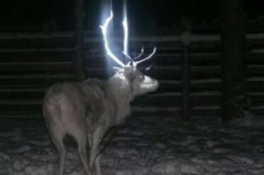 Des gens découvrent la raison tragique pour laquelle certains rennes ont des bois qui brillent dans le noir