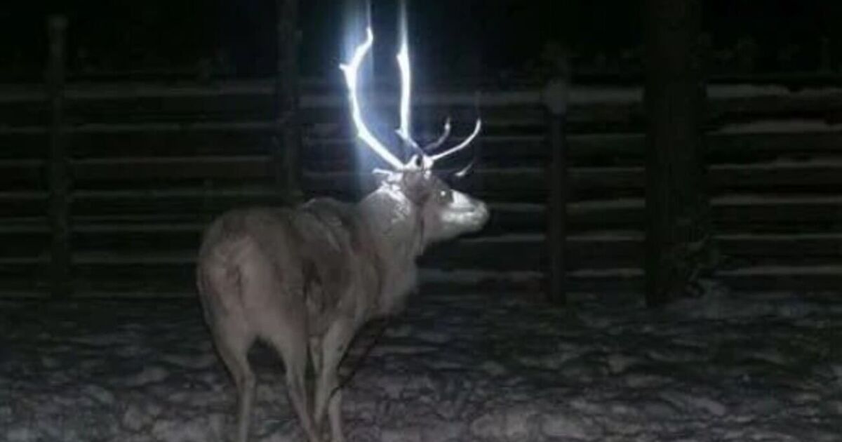 Des gens découvrent la raison tragique pour laquelle certains rennes ont des bois qui brillent dans le noir