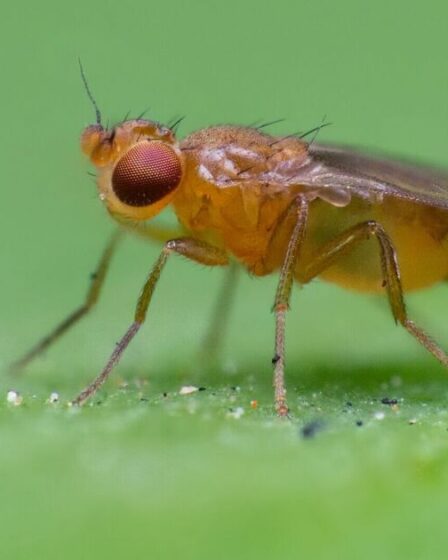 Endroit « caché » dans votre maison où les mouches des fruits pourraient pondre des œufs – c'est horrible