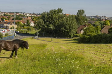 Fureur alors que le conseil « vert » est accusé d'avoir fauché la prairie fleurie de la communauté