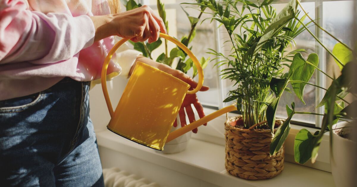 « Ne jetez pas » : un expert exhorte les jardiniers à utiliser les restes comme engrais