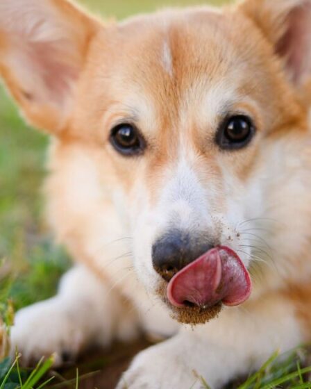 Un comportement courant chez les chiens pourrait être le signe que quelque chose ne va vraiment pas