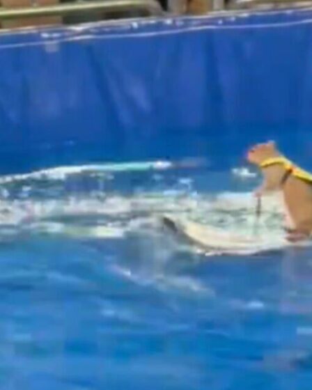 Un écureuil qui fait du ski nautique laisse les acheteurs complètement abasourdis