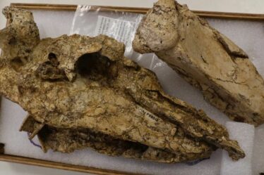 Une avancée archéologique majeure grâce à la découverte du crâne rare d'un oiseau disparu vieux de 50 000 ans