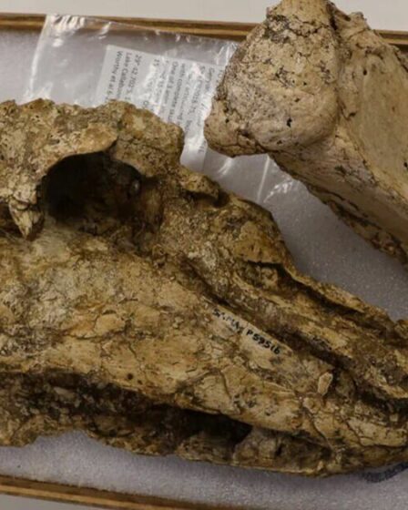 Une avancée archéologique majeure grâce à la découverte du crâne rare d'un oiseau disparu vieux de 50 000 ans