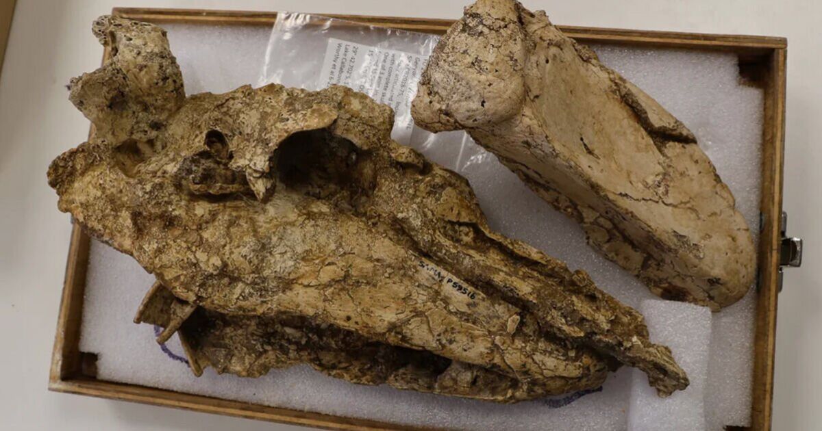 Une avancée archéologique majeure grâce à la découverte du crâne rare d'un oiseau disparu vieux de 50 000 ans