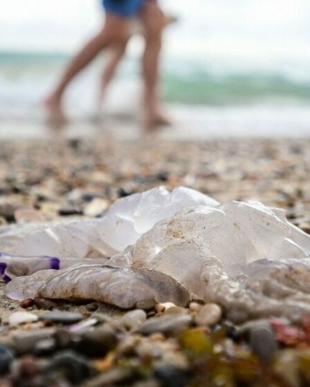 Alerte maximale sur les plages espagnoles après des centaines de blessés