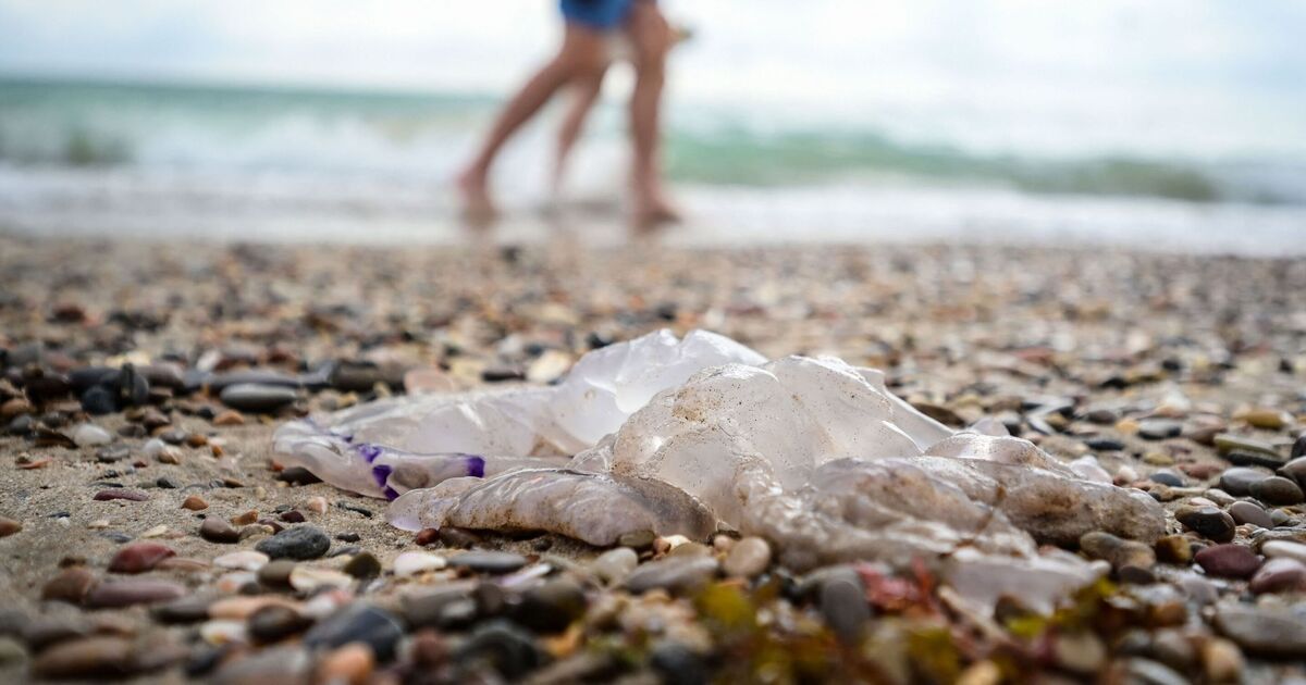 Alerte maximale sur les plages espagnoles après des centaines de blessés