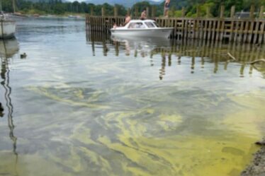 Avertissement concernant la prolifération d'algues toxiques comme le « venin de cobra » dans le lac Windermere