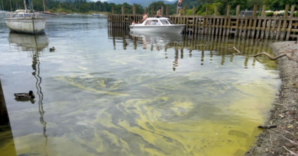 Avertissement concernant la prolifération d'algues toxiques comme le « venin de cobra » dans le lac Windermere