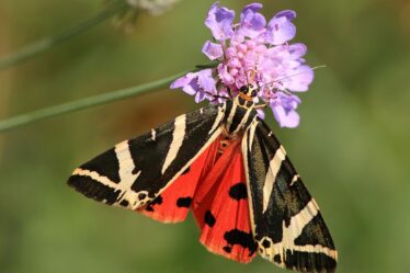 Des papillons trouvés dans de nouveaux endroits alors que le changement climatique pousse les espèces vers le nord