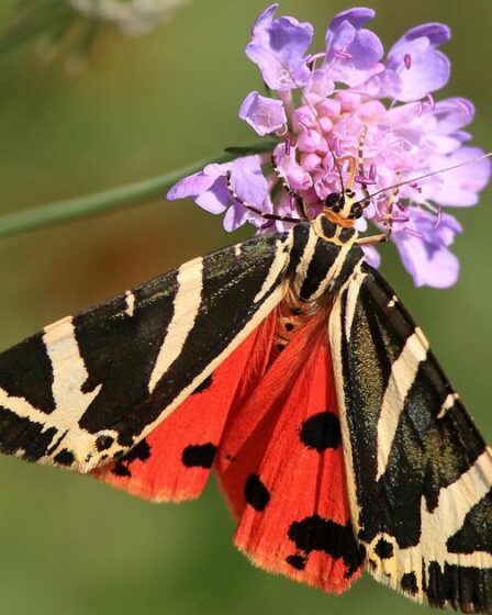 Des papillons trouvés dans de nouveaux endroits alors que le changement climatique pousse les espèces vers le nord