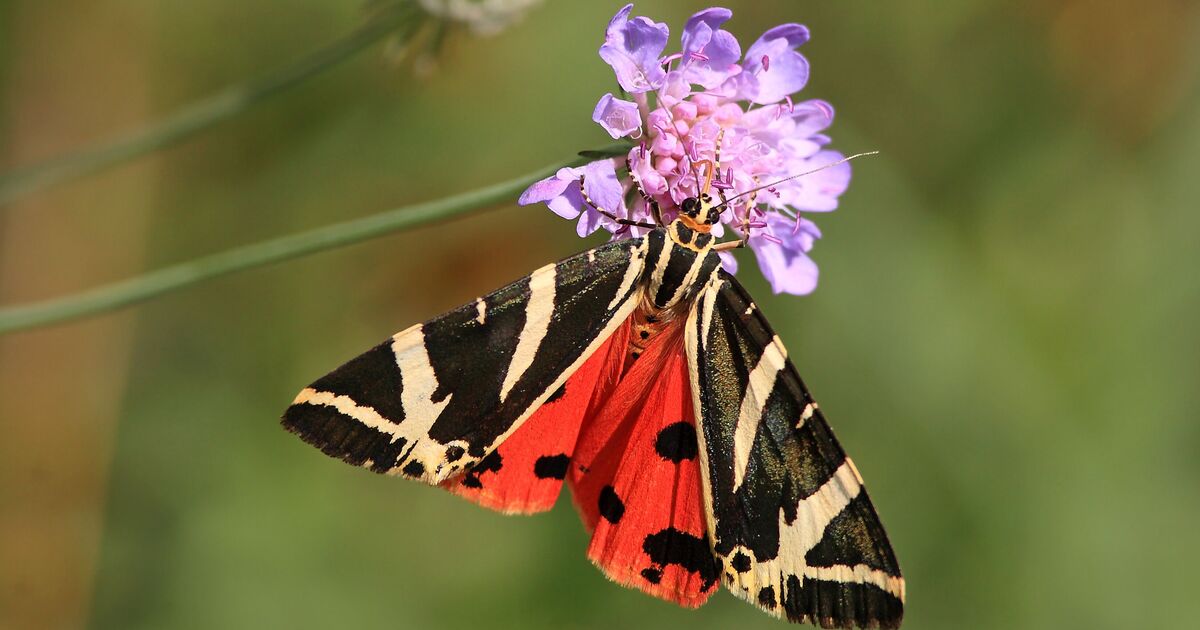 Des papillons trouvés dans de nouveaux endroits alors que le changement climatique pousse les espèces vers le nord