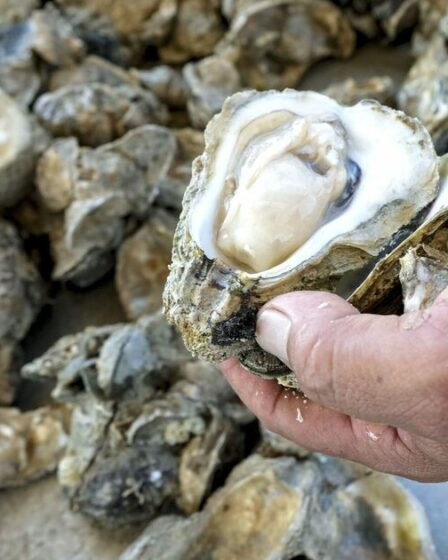 La présence de fibre de verre dans des coquillages est alarmante et « inquiétante »