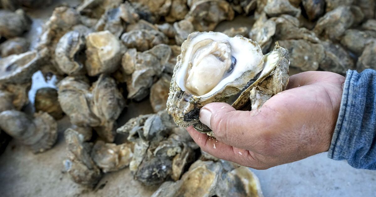 La présence de fibre de verre dans des coquillages est alarmante et « inquiétante »