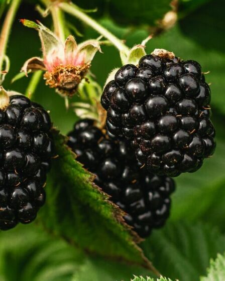 Les mûres sont un superaliment qui réduit les infections et les inflammations