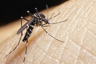 Sept signes indiquant que vous avez été piqué par un « moustique dangereux » découvert dans 13 pays européens