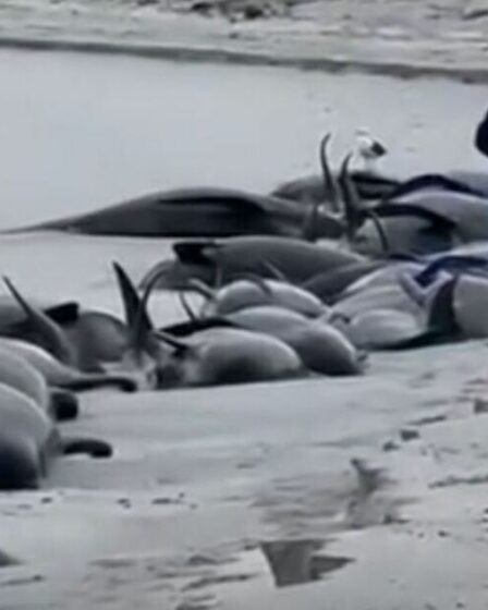 Un groupe entier de 77 baleines est mort et échoué sur une plage, ce qui constitue le plus grand échouage massif depuis des décennies