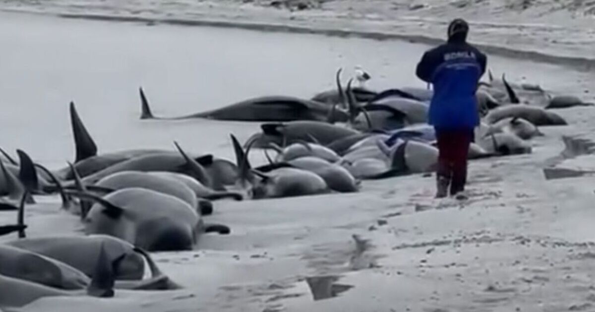 Un groupe entier de 77 baleines est mort et échoué sur une plage, ce qui constitue le plus grand échouage massif depuis des décennies