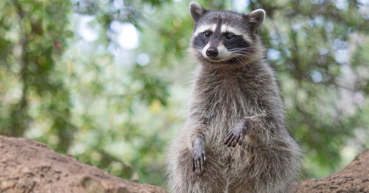 Un raton laveur gourmand se nourrit des collations du propriétaire et devient trop gros pour s'enfuir