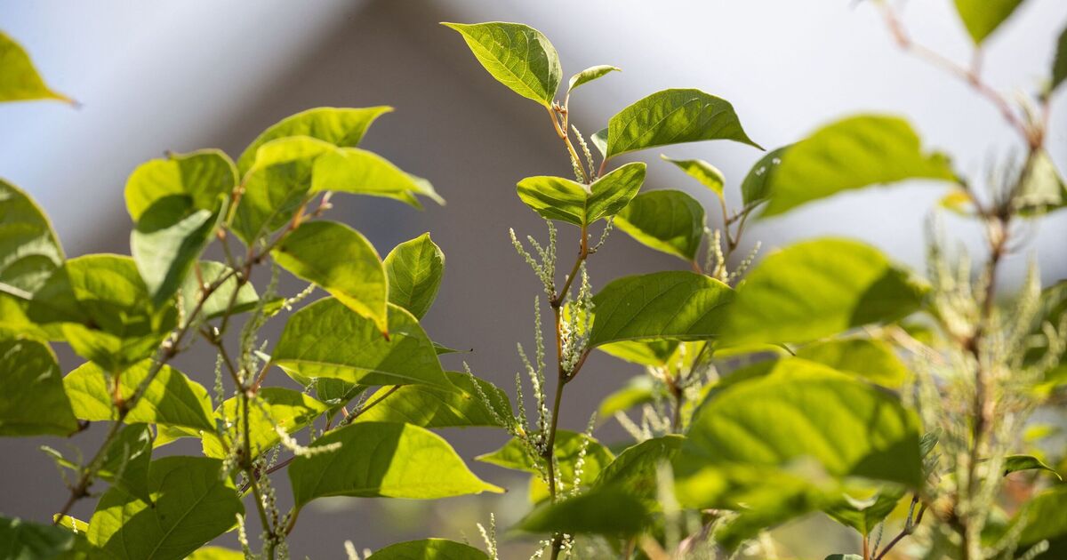 Une chose dans votre jardin qui réduit le prix de votre maison de 75 000 £