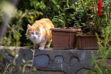 Vous pouvez empêcher les chats de faire leurs besoins dans votre jardin sans leur causer de dommages.