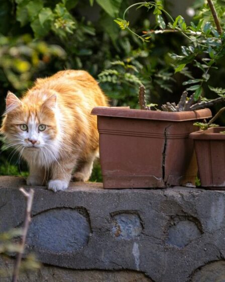 Vous pouvez empêcher les chats de faire leurs besoins dans votre jardin sans leur causer de dommages.