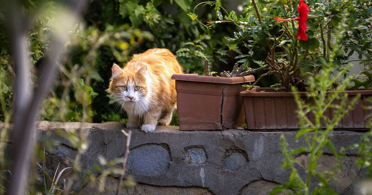 Vous pouvez empêcher les chats de faire leurs besoins dans votre jardin sans leur causer de dommages.