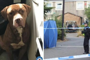 Attaque de chiens à Birmingham EN DIRECT : des bouledogues américains en liberté après qu'un homme a été « mutilé à mort »