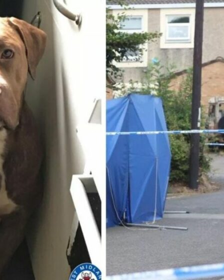 Attaque de chiens à Birmingham EN DIRECT : des bouledogues américains en liberté après qu'un homme a été « mutilé à mort »