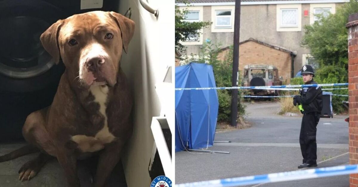 Attaque de chiens à Birmingham EN DIRECT : des bouledogues américains en liberté après qu'un homme a été « mutilé à mort »