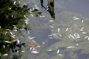 Des milliers de poissons morts et des vies humaines en danger après une mystérieuse fuite toxique dans un canal britannique