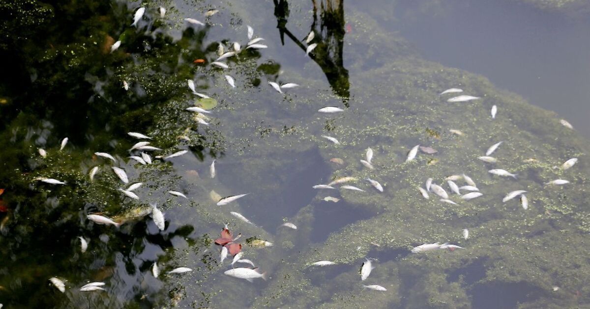 Des milliers de poissons morts et des vies humaines en danger après une mystérieuse fuite toxique dans un canal britannique