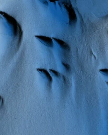 Des scientifiques font une découverte surprenante et inédite sous la glace de l'Antarctique