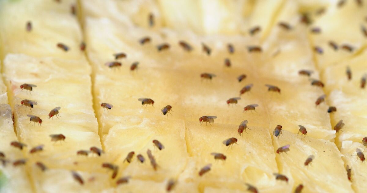 Deux erreurs courantes consistent à accueillir des essaims de mouches à fruits dans votre maison : voici ce qu'il faut faire