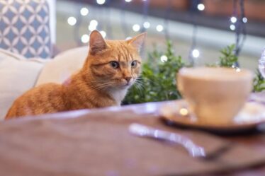 Huit cafés à chats incontournables à travers le monde – de Londres au Japon