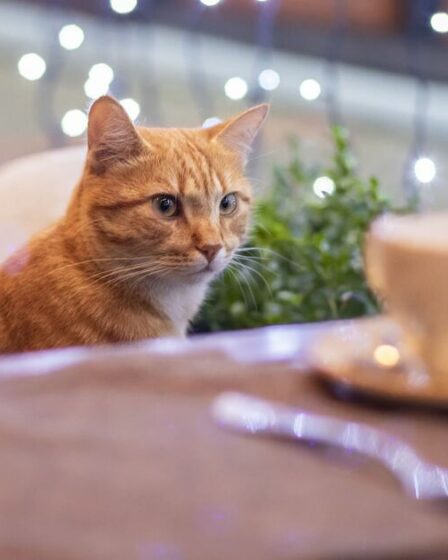 Huit cafés à chats incontournables à travers le monde – de Londres au Japon