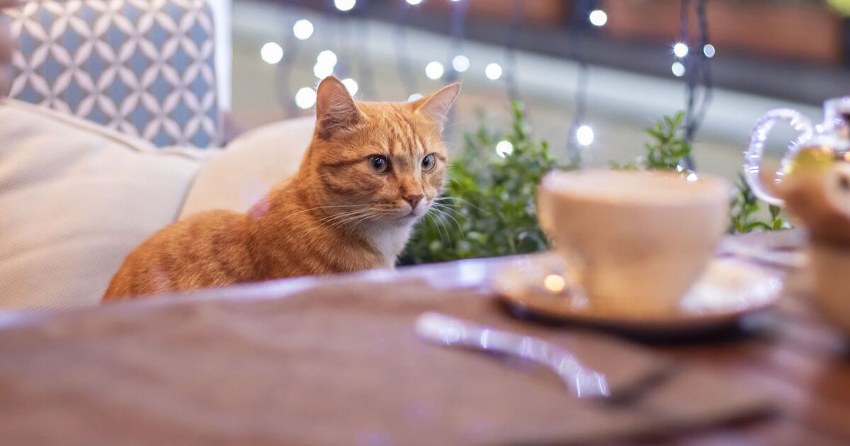 Huit cafés à chats incontournables à travers le monde – de Londres au Japon