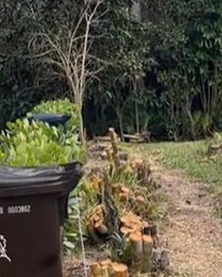 « Mon voisin cauchemardesque a coupé les arbres de ma mère – j'ai donc eu une brillante revanche »