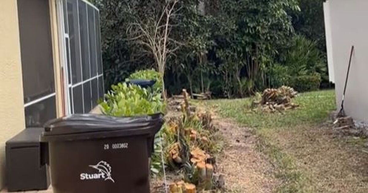 « Mon voisin cauchemardesque a coupé les arbres de ma mère – j'ai donc eu une brillante revanche »