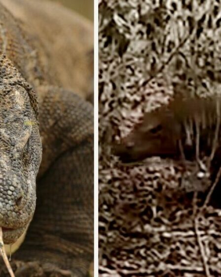 « Regardez le moment terrifiant où j'ai été chargé par un dragon de Komodo sur une île tropicale isolée »