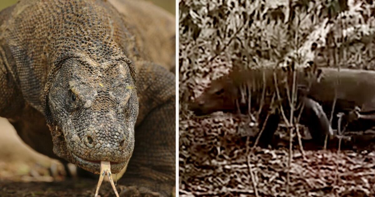 « Regardez le moment terrifiant où j'ai été chargé par un dragon de Komodo sur une île tropicale isolée »