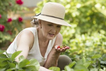 Un expert exhorte les jardiniers amateurs à agir maintenant pour protéger leurs plantes par temps chaud