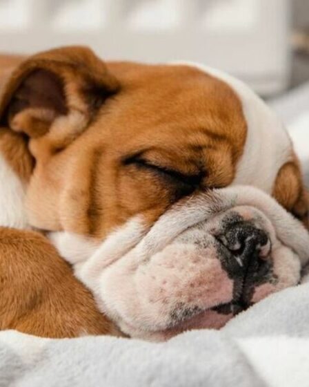 Un psychologue pour animaux découvre à quoi rêvent les chiens : une bonne nouvelle pour les propriétaires