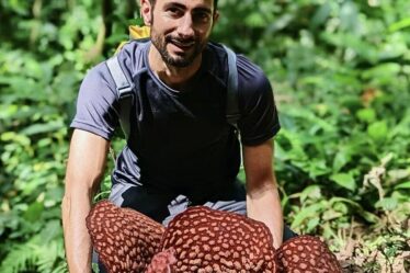 « Pourquoi j'ai fouillé dans la jungle pour trouver un parasite énigmatique qui pue la viande pourrie »