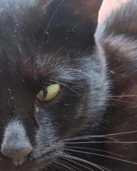 Clarence, le cambrioleur surpris en train de voler de la « drogue » à la femme qui le nourrit