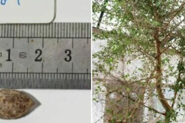 Des scientifiques font pousser un « arbre perdu » biblique à partir d'une mystérieuse graine vieille de 1 000 ans